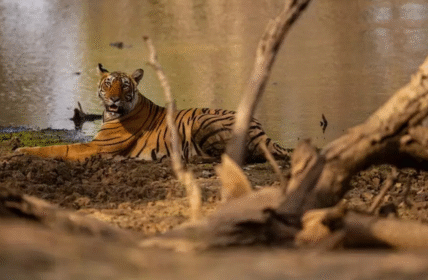 sundarban tour