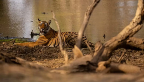 sundarban tour