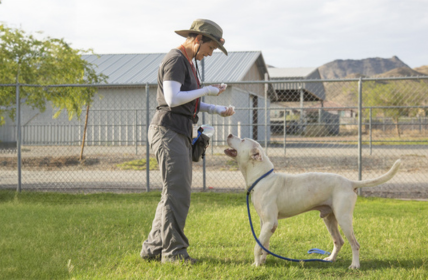 public behavior dog training Scottsdale