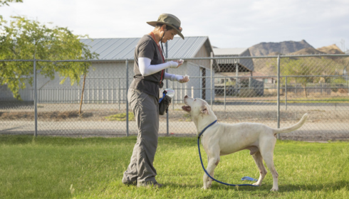 public behavior dog training Scottsdale